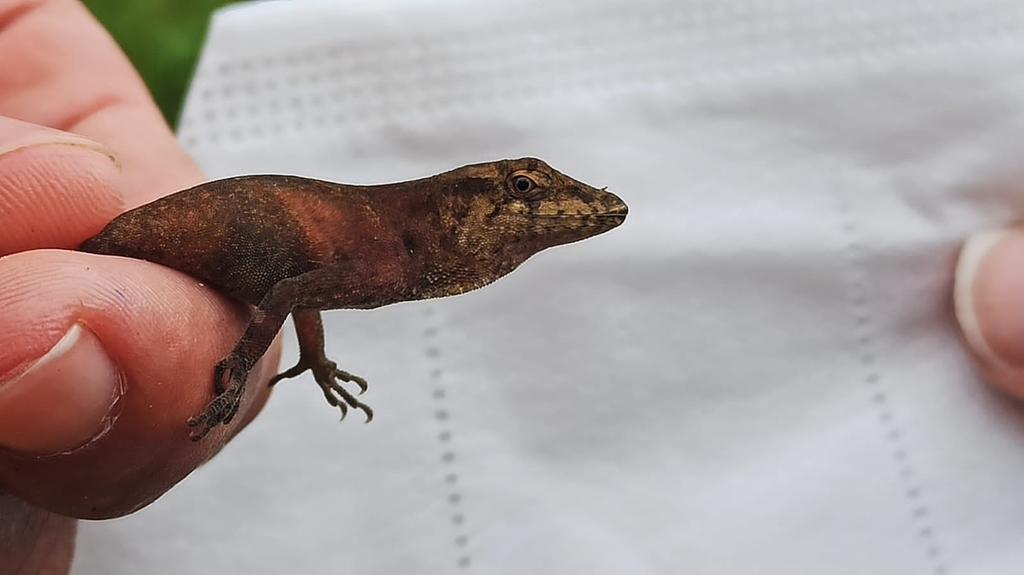 Thick Anole