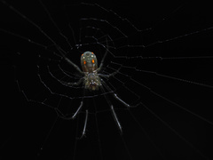 Leucauge regnyi