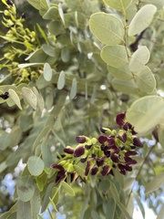 Dalbergia miscolobium