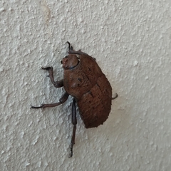 Anomalipus parallelus parallelus