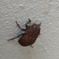Anomalipus parallelus parallelus