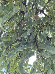 Dalbergia miscolobium