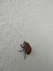 Anomalipus parallelus parallelus