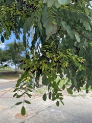 Dalbergia miscolobium