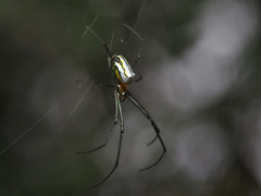 Leucauge regnyi