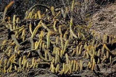 Cleistocactus smaragdiflorus