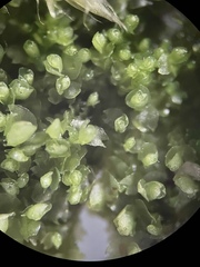 Mesoptychia bantriensis