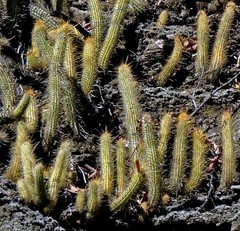 Cleistocactus smaragdiflorus