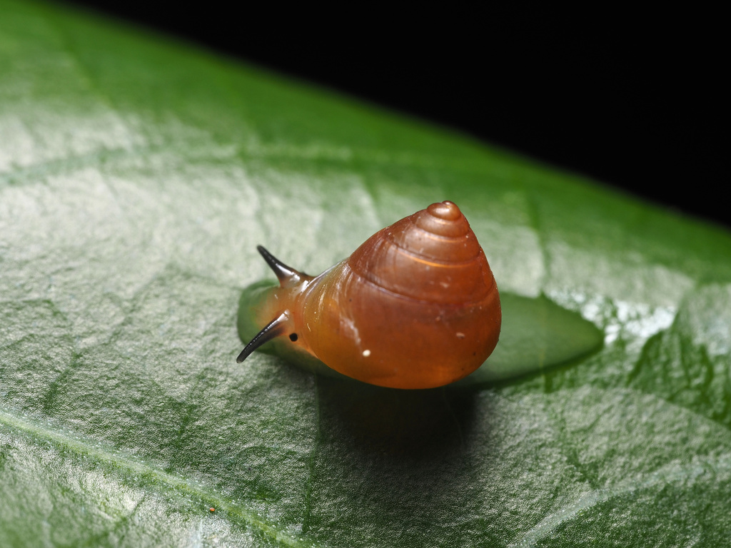Alcadia alta
