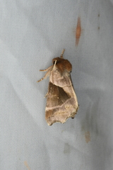 Gonoclostera timoniorum