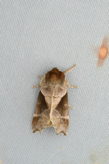 Gonoclostera timoniorum