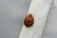 Harmonia yedoensis