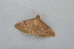 Herpetogramma fuscescens