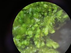 Mesoptychia bantriensis