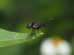 Ocyptamus dimidiatus