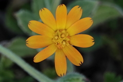 Calendula arvensis