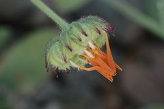 Calendula arvensis