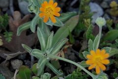 Calendula arvensis