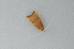 Lecitholaxa thiodora