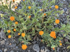 Calendula arvensis