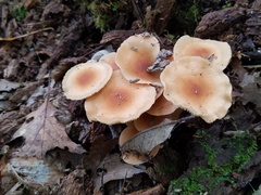 Marasmius cystidiosus