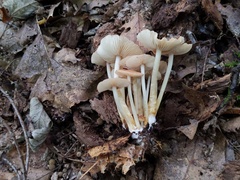 Marasmius cystidiosus