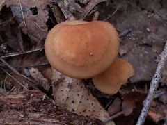 Marasmius cystidiosus