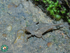 Eomorphopus