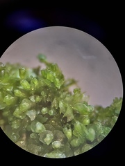 Mesoptychia bantriensis