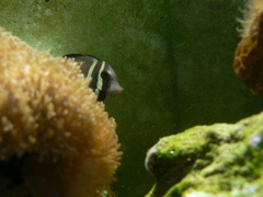 Zebrasoma