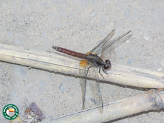 Erythrodiplax amazonica