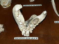 Sparodon durbanensis