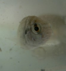 Tilapia sparrmanii