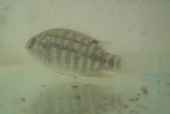 Tilapia sparrmanii