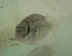Tilapia sparrmanii