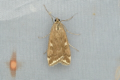 Loxostege sticticalis