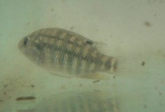 Tilapia sparrmanii