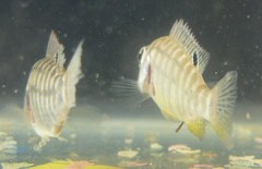 Tilapia sparrmanii