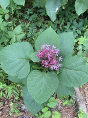 Clerodendrum bungei
