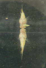 Tilapia sparrmanii