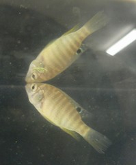 Tilapia sparrmanii