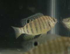 Tilapia sparrmanii