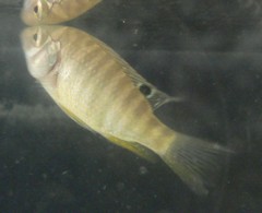 Tilapia sparrmanii