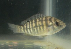 Tilapia sparrmanii