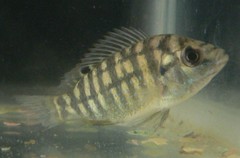 Tilapia sparrmanii