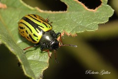 Calligrapha ignara