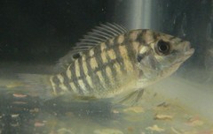 Tilapia sparrmanii