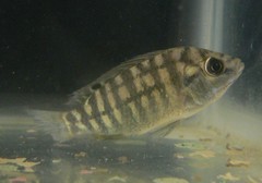 Tilapia sparrmanii