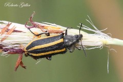 Astylus vittaticollis