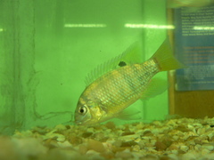 Tilapia sparrmanii